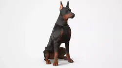 Doberman Pinscher Fur for Cinema 4D Rigged 3D model
