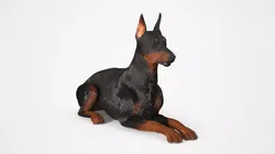 Doberman Pinscher Lying Down Fur for Cinema 4D 3D model