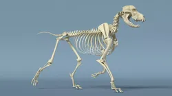 Dog Skeleton Anatomy Rigged for Cinema 4D 3D model