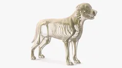 Dog Skeleton Anatomy with Translucent Shell Rigged for Cinema 4D 3D model