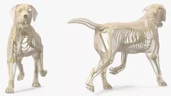 Dog Skeleton Anatomy with Translucent Shell Rigged for Maya 3D model