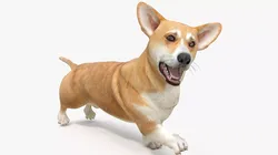Dog Welsh Corgi Pembroke Rigged for Cinema 4D 3D model