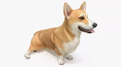 Dog Welsh Corgi Pembroke Sitting Pose 3D model