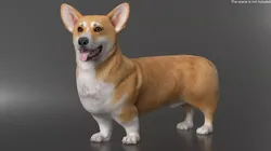 Dog Welsh Corgi Pembroke Standing Pose 3D model