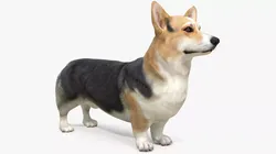 Dog Welsh Corgi Pembroke Tricolor 3D model