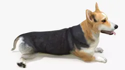 Dog Welsh Corgi Pembroke Tricolor Resting Pose 3D model