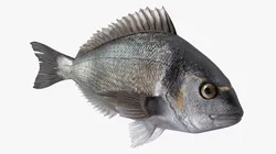 Dorada Fish 3D model