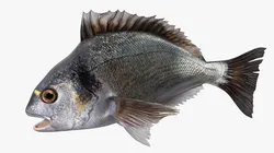 Dorada Fish Rigged Low-poly 3D model