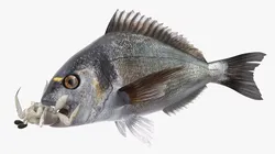 Dorado Fish With Crab In Mouth 3D model