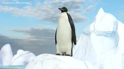 Emperor Penguin on Iceberg Top Scene Fur 3D model