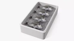 Fresh Gilthead Dorado in Styrofoam Box with Ice 3D model