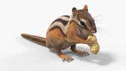Ground Chipmunk Chewing 3D model