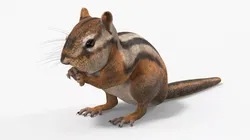 Ground Chipmunk Feeding 3D model