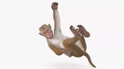 Hanging Macaque Light Brown Fur 3D model