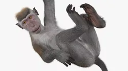 Hanging Rhesus Macaque Monkey Gray Fur 3D model
