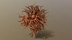 Hazelnut branch