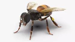 Honey Bee Insect Rigged for Cinema 4D 3D model