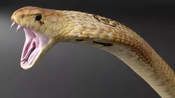 Indian Cobra Attack Pose Light Color 3D model