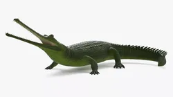 Indian Gharial Crocodile Green Rigged 3D model