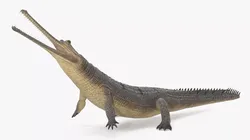 Indian Gharial Crocodile Rigged 3D model