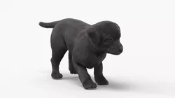 Labrador Pup Sniffing Trail Fur Animated Rigged 3D model