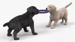 Labrador Puppies Playing with Dog Toy Fur 3D model