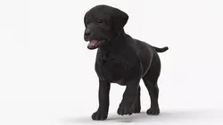 Labrador Puppy Leisurely Walk Animated Rigged 3D model