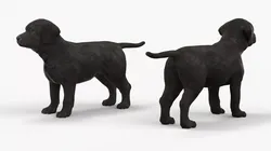 Labrador Retriever Puppy Black 3D model