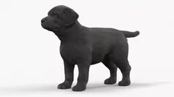 Labrador Retriever Puppy Black Fur 3D model