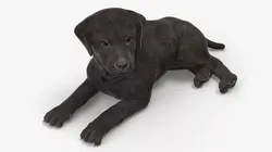 Labrador Retriever Puppy Black Lying Down 3D model