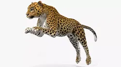 Leopard Rigged for Cinema 4D 3D model