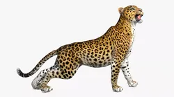 Leopard Rigged for Maya 3D model