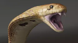 Light Skin Cobra Attack Animated Rigged 3D model