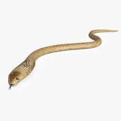 Light Skin Cobra Attack Animated Rigged for Cinema 4D 3D model