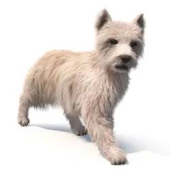 Mongrel Dog Cream Fur Rigged for Maya 3D model