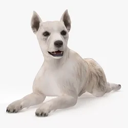 Mongrel Dog Cream Lying Down Pose 3D model