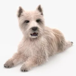 Mongrel Dog Cream Lying Down Pose Fur 3D model