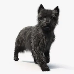 Mongrel Dog Dark Fur Rigged 3D model