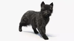 Mongrel Dog Dark Fur Rigged for Cinema 4D 3D model