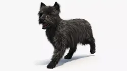 Mongrel Dog Dark Fur Rigged for Maya 3D model