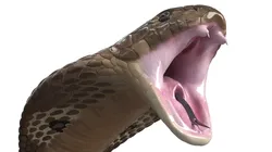 Naja Cobra Snake Attack Pose Low-poly 3D model