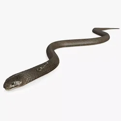 Naja Cobra Snake Crawling Animated Rigged for Cinema 4D 3D model