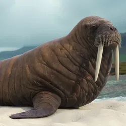 Old Walrus Rigged for Cinema 4D 3D model