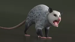 Opossum Rigged for Cinema 4D 3D model