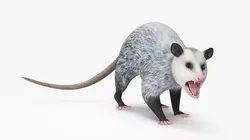Opossum Rigged for Maya 3D model