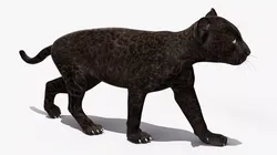 Panther Cub Clawing Motion Animated Rigged 3D model