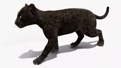 Panther Cub Playing Animated Rigged 3D model