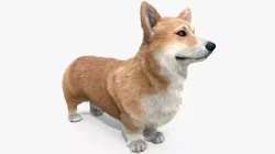 Pembroke Welsh Corgi Dog Fur 3D model