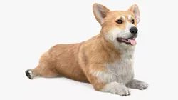 Pembroke Welsh Corgi Dog Lying Pose Fur for Cinema 4D 3D model