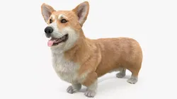 Pembroke Welsh Corgi Dog Standing Pose Fur 3D model